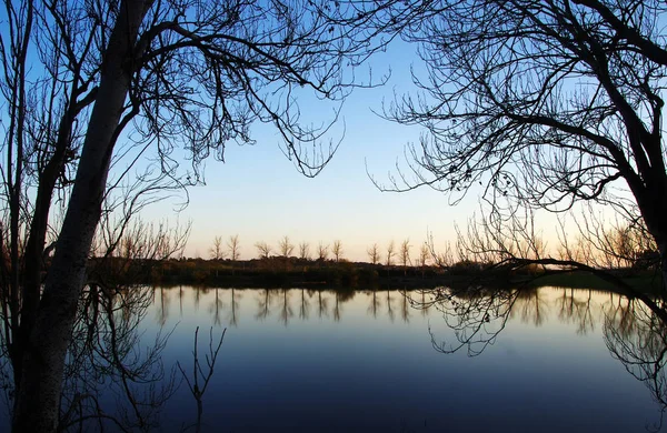 Дерева тлі озеро на заході сонця — стокове фото