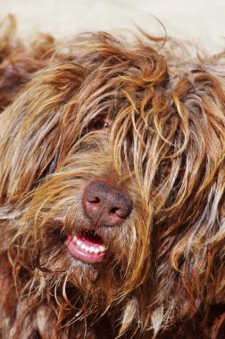 Portekizce çoban köpeğinin portresi