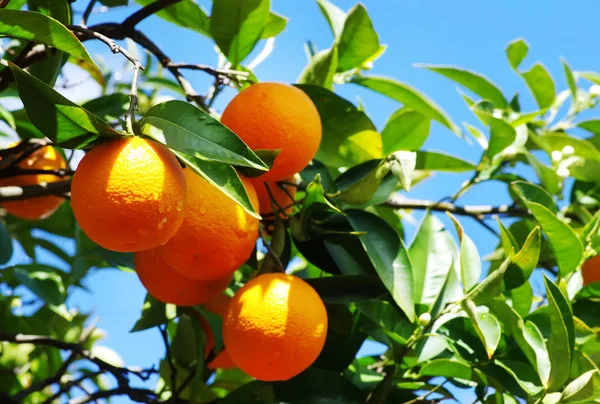Спелые апельсины висят на дереве — стоковое фото