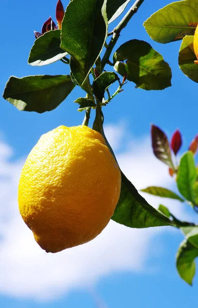 Limón colgando de un árbol en el cielo azul — Foto de Stock