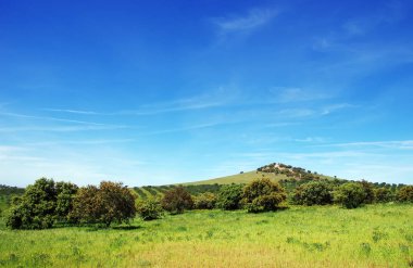 Portekiz güneyinde, meşe ağaçları orman.