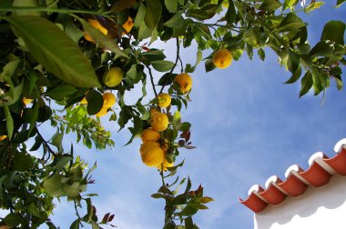 Olgun limon limon ağacı dalı