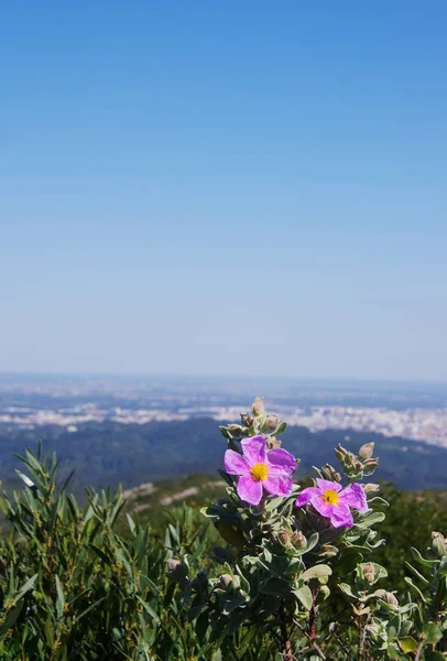 Arrabida doğal park kaya gül çiçek (veya Cistus çiçek)