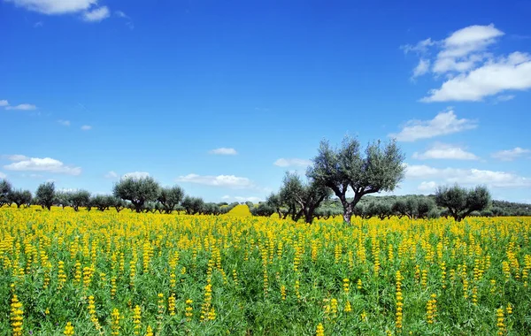 Oliviers en champ jaune dans la région de Soutt au Portugal — Photo
