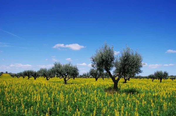 Olivos en el campo amarillo en la región sureña de Portugal — Foto de Stock