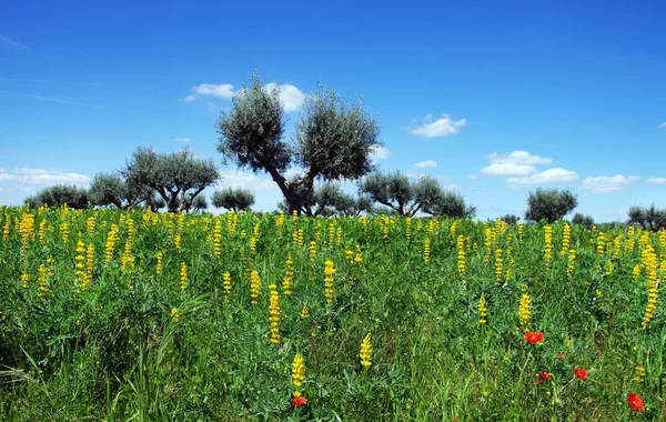 Azeitonas em campo amarelo na região alentejana, Portugal — Fotografia de Stock