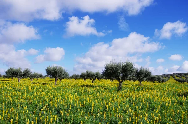 Azeitonas em campo no sul de Portugal — Fotografia de Stock