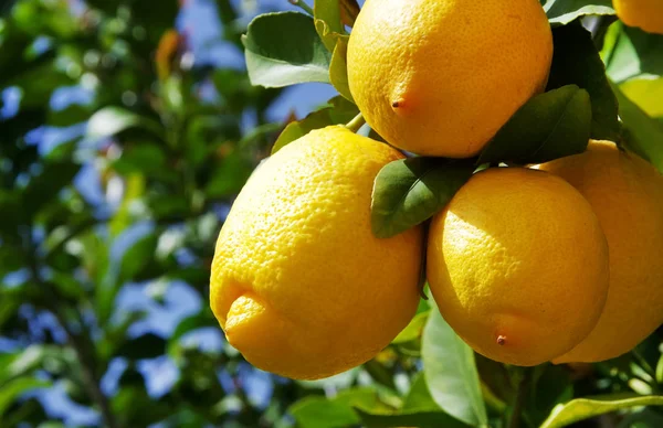 Bunch of ripe lemons on lemon tree — Stock Photo, Image