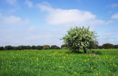 Yalnız armut ağacı Portekiz sahasının tam Bloom