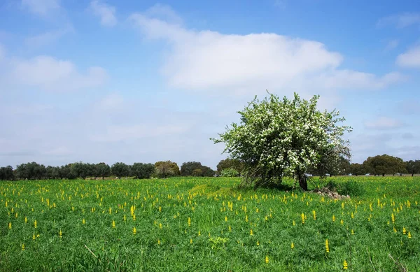 Одинокое грушевое дерево в полном расцвете на поле в Португалии — стоковое фото