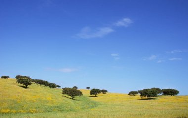 Meşe ağaçları ilkbahar alanında, Alentejo, Portekiz