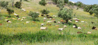 Portekiz kırsal keçi