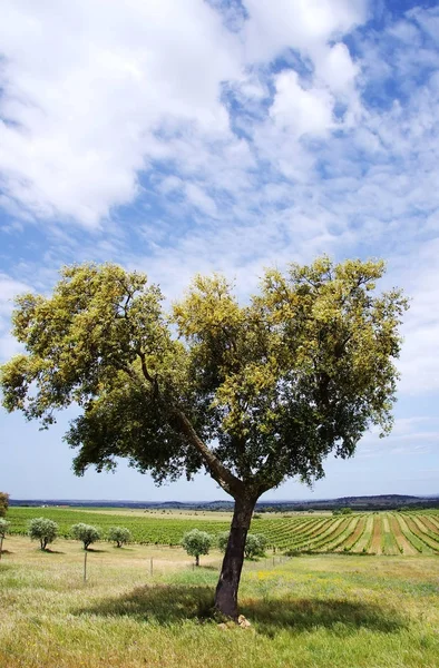 Champs agricoles avec chêne liège, Alentejo, Portugal — Photo