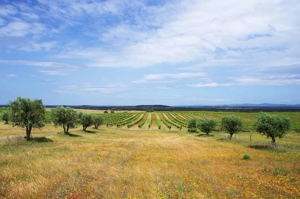 Zemědělské oblasti, regionu Alentejo, Portugalsko — Stock fotografie