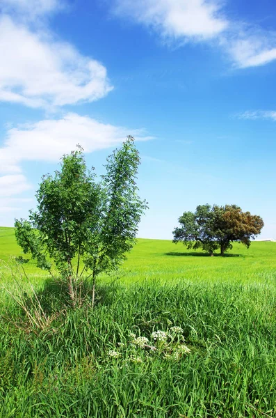 Green wheat field and blue sky,alentejo, Portugal — Stock Photo, Image