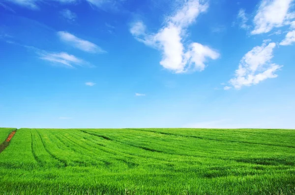 Campo de trigo verde sobre un fondo del cielo azul — Foto de Stock