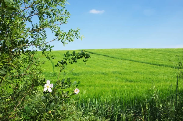 Campo de trigo verde y cielo azul, al sur de Portugal — Foto de Stock