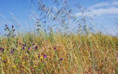 kır çiçekleri ve mavi gökyüzü sivri