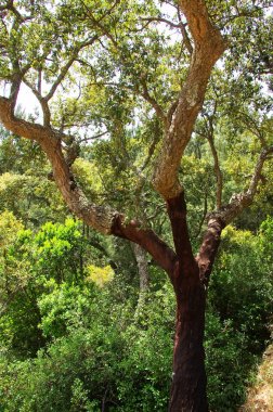 Cork tree at Natural Park of Serra de Ossa, Alentejo. Portugal clipart