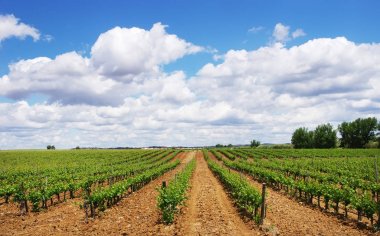 Portekiz'in alentejo bölgesi güneyinde, bağ