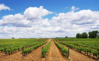 vineyard at south of Portugal, Alentejo region clipart