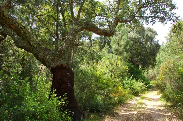 Natural Park of Serra de Ossa, Alentejo. Portugal — Stock Photo, Image