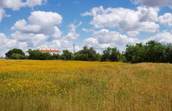 Άγρια λουλούδια στον τομέα σε περιφέρεια alentejo, Πορτογαλία — Φωτογραφία Αρχείου