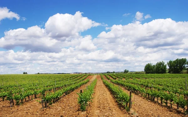 Viñedo en el sur de Portugal, región de Alentejo — Foto de Stock