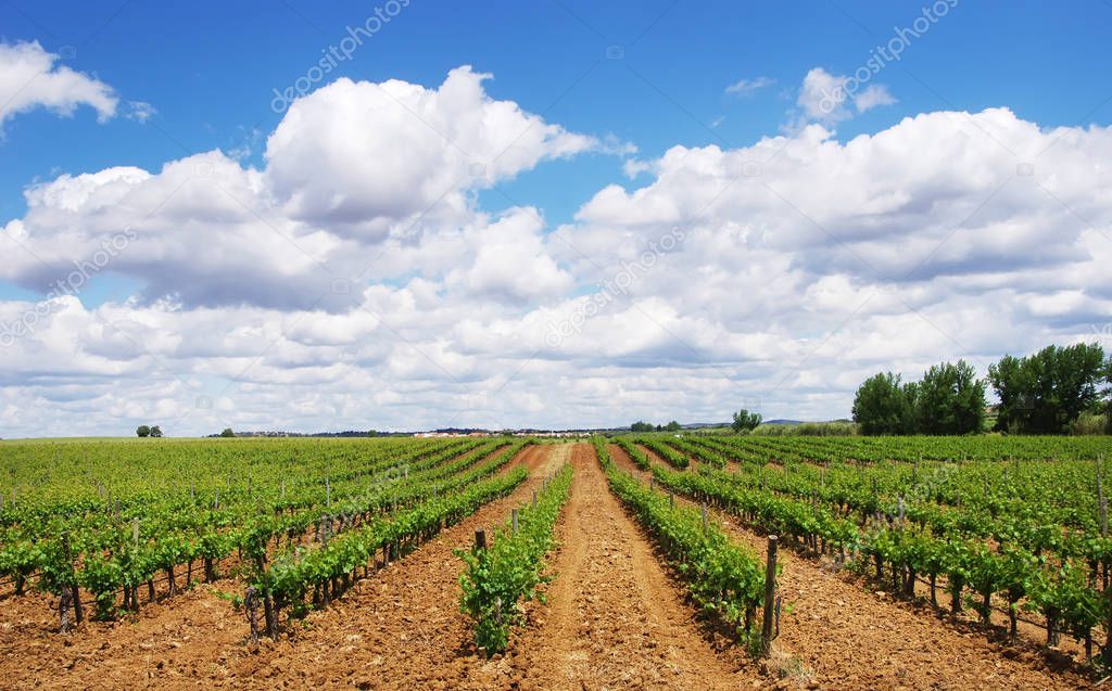 vineyard at south of Portugal, Alentejo region