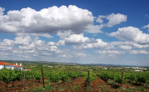 Виноградники вблизи города Монсараз, Португалия — стоковое фото