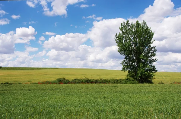 Ackerland mit einer einzigen Esche und strahlend blauem Himmel — Stockfoto