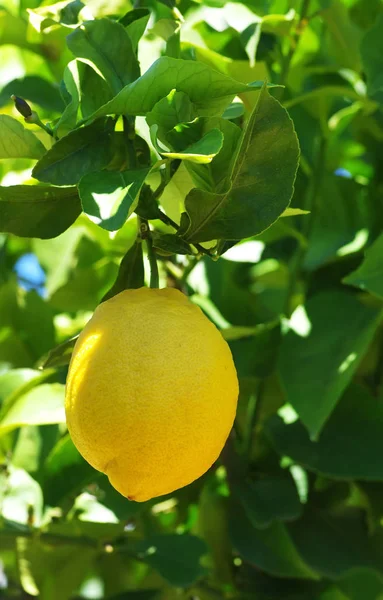 Vista de limón colgando de un limonero — Foto de Stock