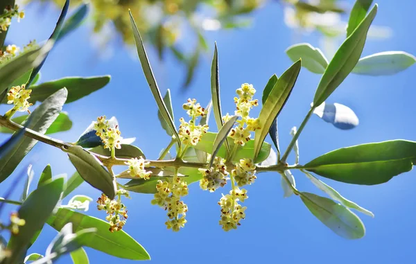 Olive branch virág a kék háttér — Stock Fotó