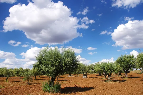 Alberi di ulivo nel sud del Portogallo, regione dell'Alentejo — Foto Stock