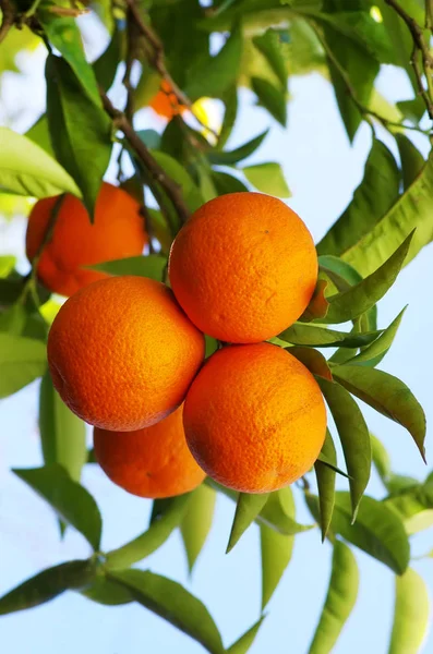 Naranjas maduras colgando de un árbol — Foto de Stock