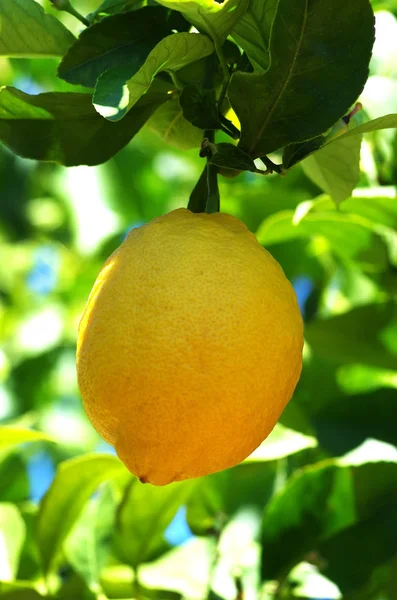 Limón maduro colgado de un limonero — Foto de Stock