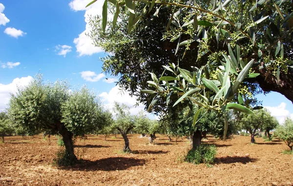 Kwiat drzewa oliwki w alentejo pola, Portugalia — Zdjęcie stockowe
