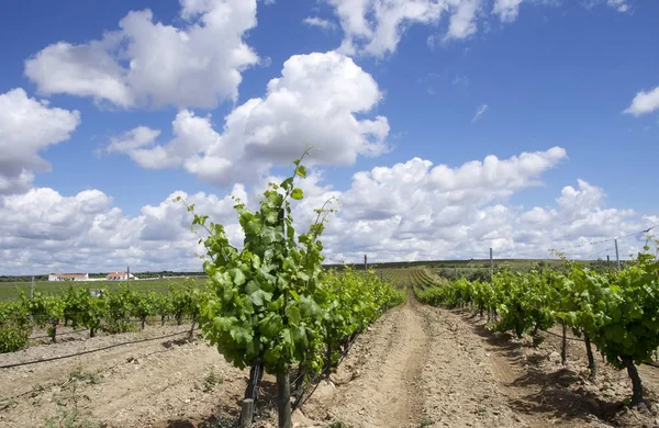 Виноградник в плодах встановити сезону, Алентежу, Португалія — стокове фото