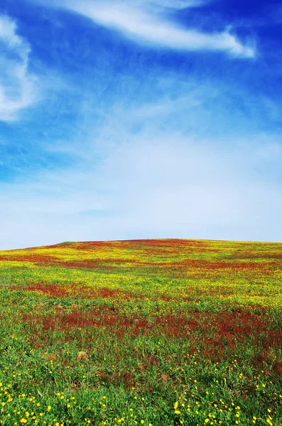 Field of Alentejo at Spring time, colorful background — Stock Photo, Image