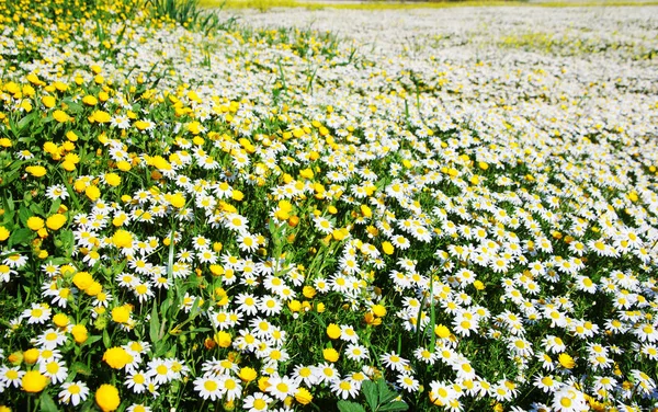 Flor margarida selvagem no campo — Fotografia de Stock