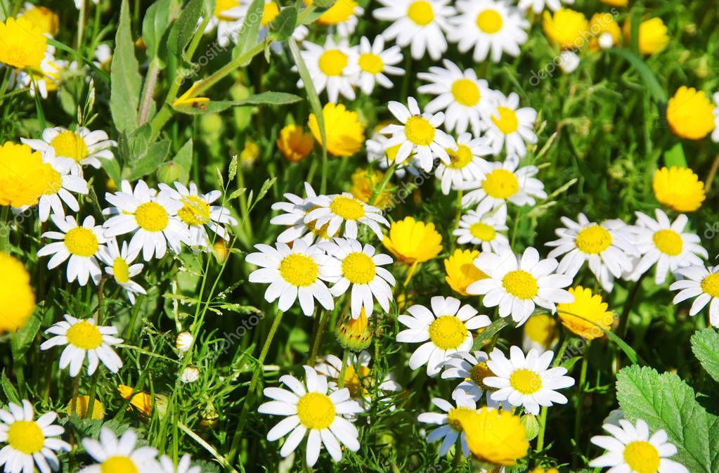 Daisy flower background in field