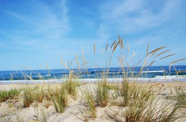 Algarve, Portekiz bir güzel manzara dune flora görünümünü