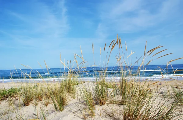 Vista de una hermosa flora de dunas de paisaje en Algarve, Portugal — Foto de Stock