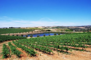 Vineyard at Alentejo region,south of Portugal clipart