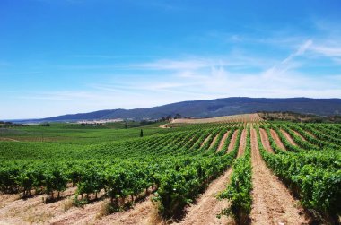 vineyard plantation in the Alentejo region, Portugal clipart