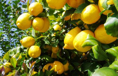 Olgun limon bir ağaç dalına asılı