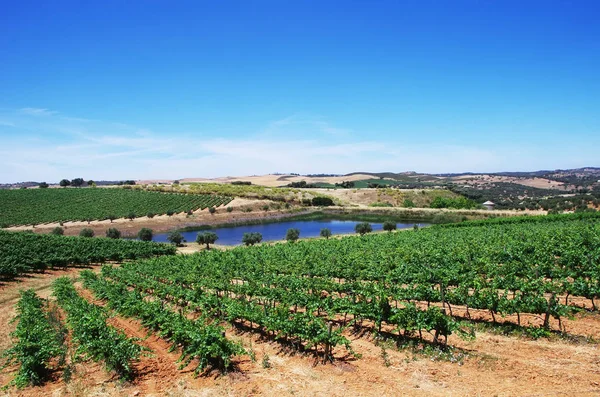 Winnicy w regionie Alentejo, na południe od Portugalii — Zdjęcie stockowe