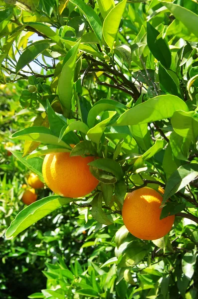 Rijpe sinaasappels in oranje boom — Stockfoto