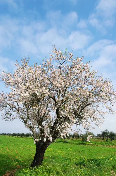Almendro floreciendo en la región del alentejo, Portugal — Foto de Stock