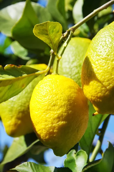 Gula citroner hängande på gren — Stockfoto